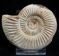 Inch Perisphinctes Ammonite - Jurassic #1956-1